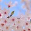 お花見するならここ！　行方市の“桜”特集【2026年】
