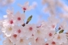 お花見するならここ！　“桜”特集