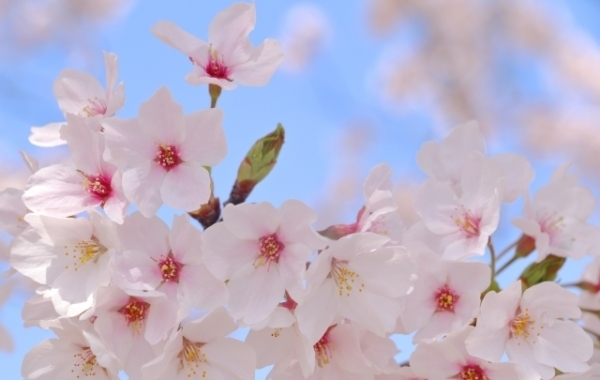 お花見するならここ！　行方市の“桜”特集【2024年】