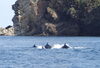 「隠岐の島町サロン、初日ですよ*\(^o^)/*」