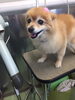 「ポメラニアンのハッピーちゃんがご来店してくれました♡」