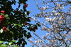 「桜が少しずつ咲き始めました‼」