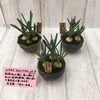 ムスカリのミニ盆栽「アガベ　笹の雪（多肉植物）　ミニ盆栽　」