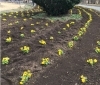 植えた直後の花壇の様子