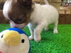 「チワワ　仔犬」