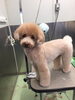 「トイプードルのホタルちゃんがご来店してくれました♪」