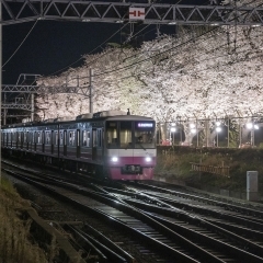 新京成電鉄の元山～くぬぎ山駅間の桜並木をライトアップ！　2024.3.22～28