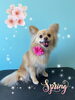 「可愛い子ちゃん♡ Dog salon mofu mofu 余市町」