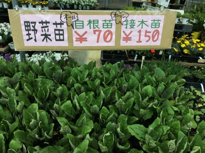 一部商品を除き、自根苗¥70、接木苗¥150です！「野菜苗、ぞくぞく入荷！」