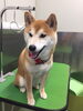 「柴犬のココちゃんがご来店してくれました♪」