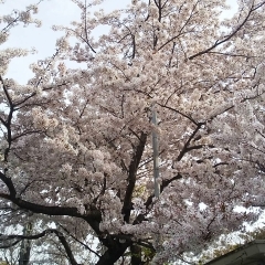 ■梅・桜■　散策やお花見にオススメスポット