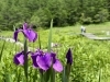 ノハナショウブ「入笠山の「涼」「絶景」「山野草」を堪能する」