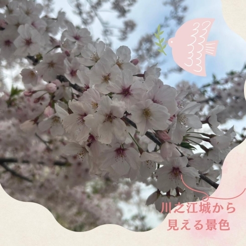 桜「四国中央市の煙突と桜🌸」