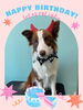 「Dog salon mofu mofu　余市町」