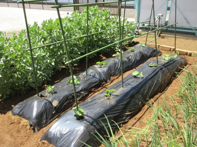 「野菜の苗を植えました(^o^)」