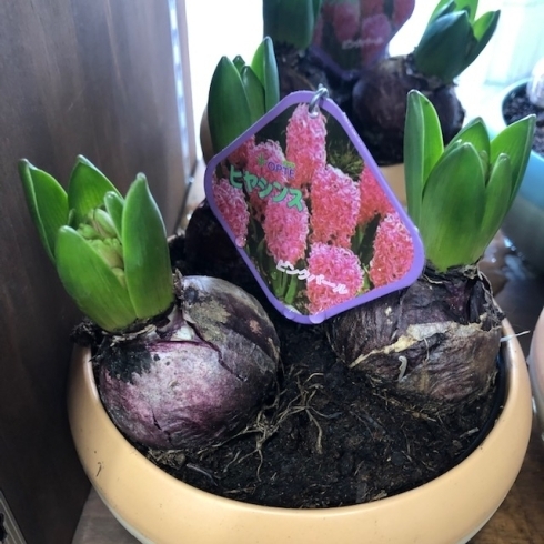 春に向けて 花と緑のお店 くにきよ 岩国店のニュース まいぷれ 岩国 柳井 周防大島 和木 大竹 春に向けて 花と緑のお店 くにきよ 岩国店のニュース まいぷれ 岩国 柳井 周防大島 和木 大竹