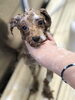 泡泡シャンプー中「はじめまして　^ - ^」