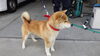 「迷い犬を保護しています【西条市役所／本庁　衛生課】」