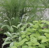 「今日はkitchen gardenのご紹介です」