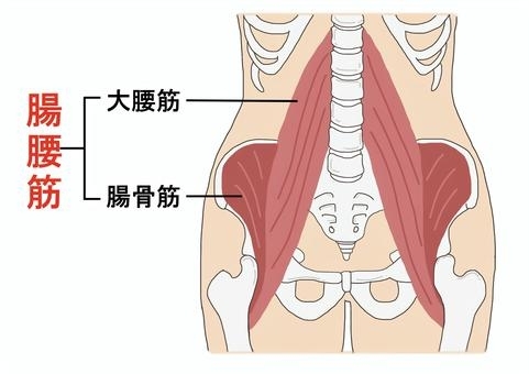 腸腰筋＝大腰筋＋腸骨筋 です。「身体が硬い方や姿勢改善、腰痛がある方は大腰筋（だいようきん）をほぐしてみてください。」