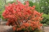 ➋レンゲツツジ（撮影：編集部）「北大植物園でツツジを見てきました（宮部金吾記念館と札幌最古のライラックも！）」