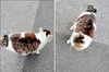周りを警戒中「(ΦωΦ) 気温が上がりネコ元気 (=^・^=)　★英会話と体操のコラボ教室（堀切、お花茶屋、綾瀬、亀有、小菅）」