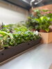 「「観葉植物は欲しい。でも虫が苦手…」そんな方に選ばれているハイドロカルチャー【JR尼崎】」