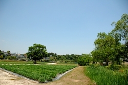 6月中旬には花菖蒲が見頃に。