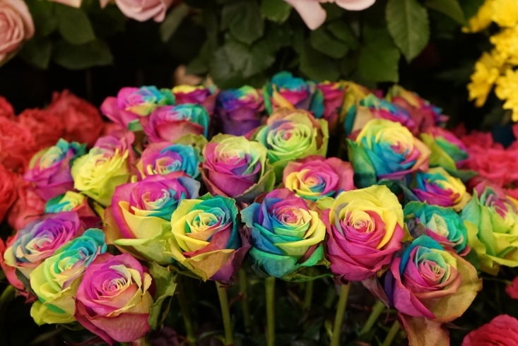 虹色のバラ「かき氷も人気の花屋「花暦」」