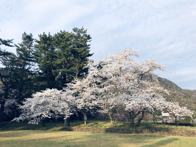 出雲大社桜　　鳥居横「営業時間のお知らせです。」