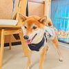 まるちゃん「今日のお友達」