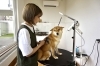 柴犬大歓迎！　苦手な子も一度、遊びに来て下さい♪「pet salon iru」