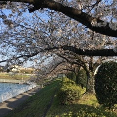 ■桜特集■豊明市　琵琶ヶ池