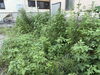 before「草むしりや草刈りなどちょっとした生活のお悩みも株式会社SAJIにお任せください♪」