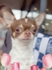 看板犬　シエラちゃん✨「看板犬のいるお店　スズキ自販愛媛❣️」