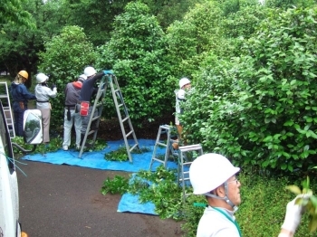 小雨の中、椿や山茶花の枝卸し・透かし・切り込み実習をする受講生＝都市緑化植物園