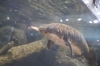「ナマズハントツアーやふれあい動物園！🐰✨【かすみがうら市水族館週末イベント情報】」