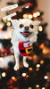 「Dog salon mofu mofu　余市町」