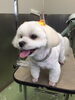 「マルチーズの元気くんがご来店してくれました♡」