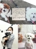 店名の由来になったワンちゃん達「picoputa」