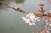 約70本の桜が咲く