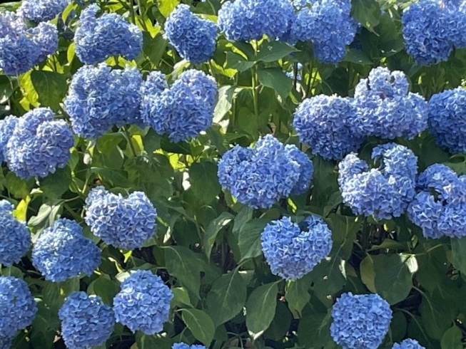 ブルーの紫陽花「紫陽花」