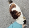 すりすり「🐈 ご無沙汰ネコ発見 🐈　★英会話と体操のコラボ教室（堀切、お花茶屋、綾瀬、亀有、小菅）」