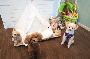 当店の看板犬♪撮影ブースは季節ごとに模様替えしています「Dog Salon Maroubra」