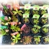 水草、食虫植物、多肉植物入荷しました！ | casa fiore（カーサ