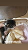 「保護猫」