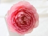 花弁がやや厚く、ぷっくりと縁がそりかえるのが、かわいらしいのです