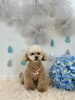 ティコちゃん「わんこと梅雨☔️」