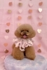 もなちゃん「ピンクバレンタイン💕」