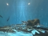 「水族館より、大水槽リニューアル❣️のお知らせ📢」